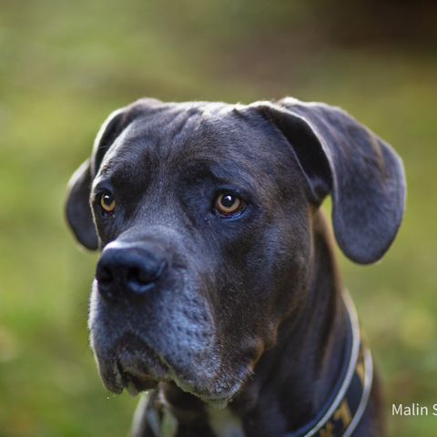 Cane corso