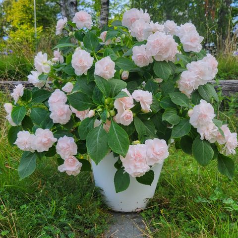 Impatiens 'Musica Princess Pink'.  Helt nydelig!