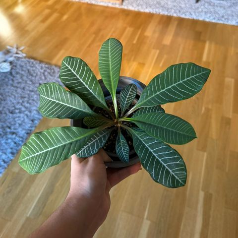 (Sjelden) Madagascar Jewel (Euphorbia Leuconeura/Skytepalme)