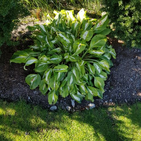 Hosta