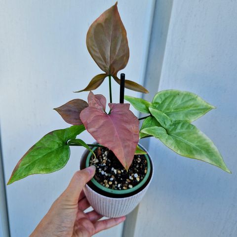 Syngonium strawberry milk/pink salmon plante