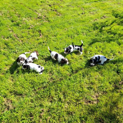 Petit Basset Griffon Vendeen valper