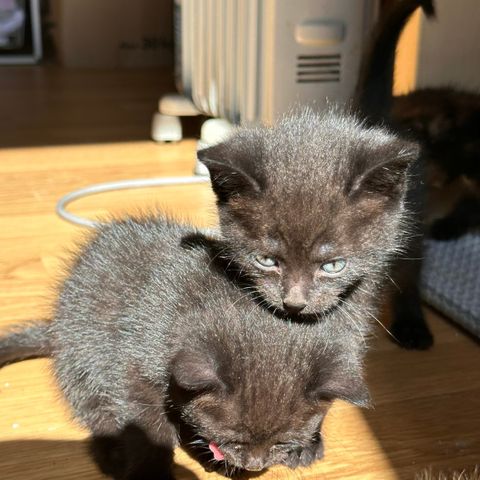 2 skjønne norsk skogkatt/Mainecoon mix kattunger igjen