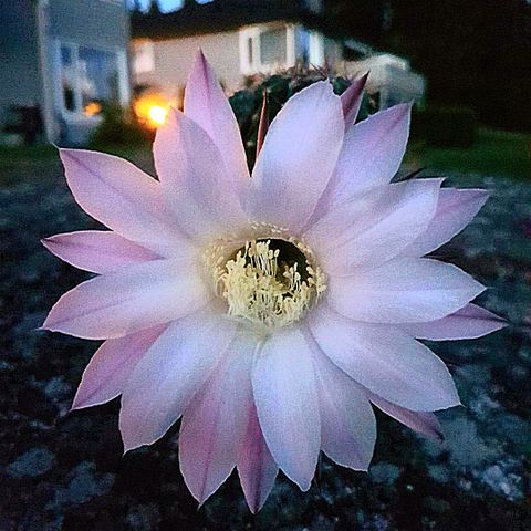 Små planter av Echinopsis med røtter plantet i små potter