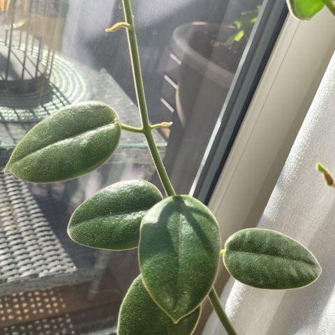 Hoya ciliata