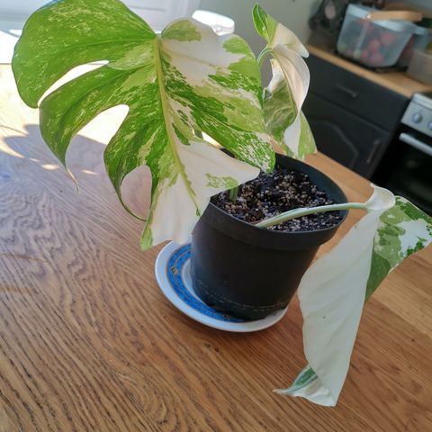 Monstera variegata top stikling