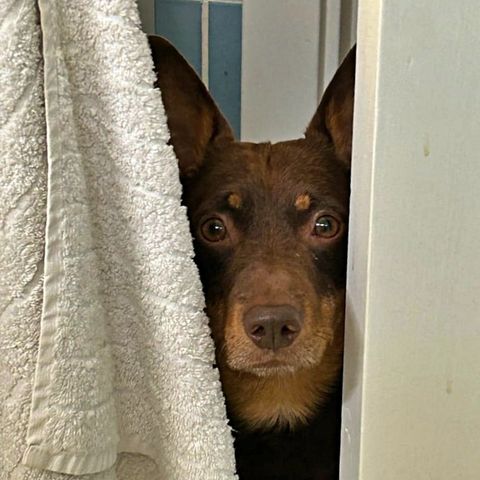 Lancashire Heeler hannhund