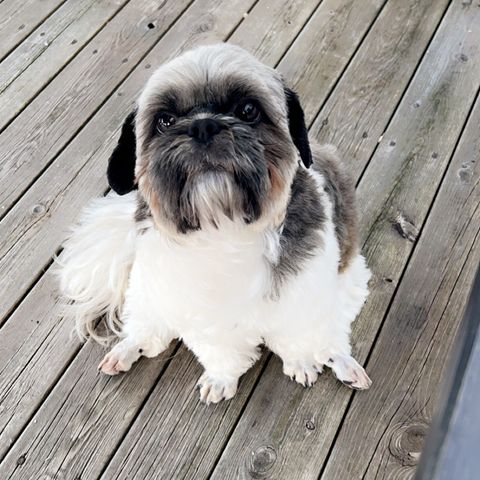 5år gammel shihtzu