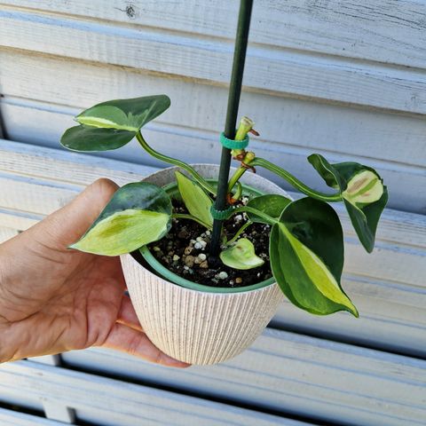 Philodendron cream splash plante