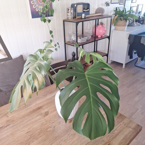 Monstera Deliciosa Large form stiklinger