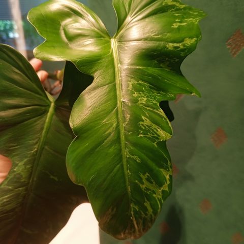 Philodendron golden dragon toppstikling med røtter