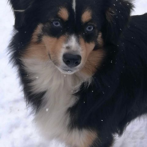 Miniature American Shepherd