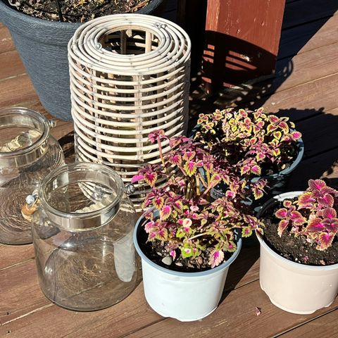 Store lyslykter + coleus x 3 selges billig samlet