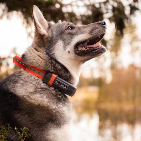 Tracker LUNA Hundepeiler - PÅ LAGER