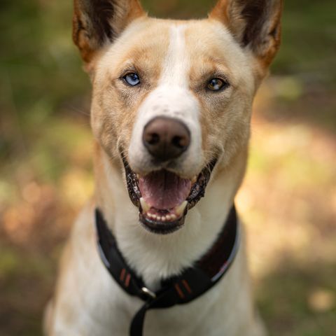 Vakker Huskyblanding på 4 år søker nytt hjem