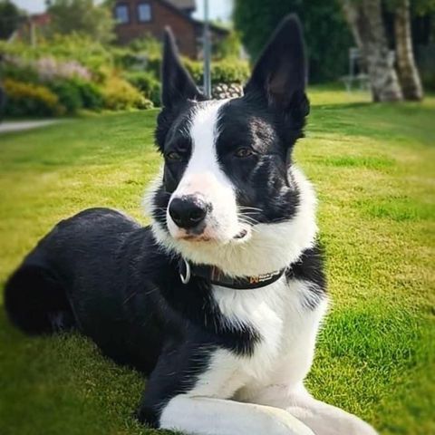 Hugo Border Collie