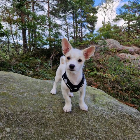 Malteser / Chihuahua mix ( Malchi)