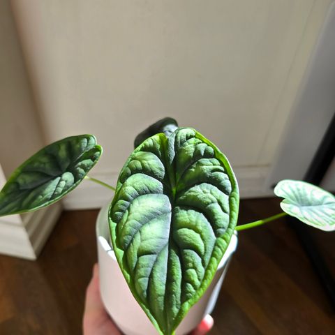 Alocasia Dragon Scale