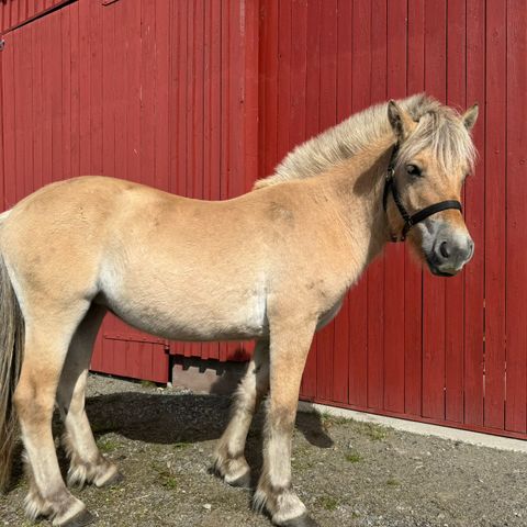 Gild fjordhest hoppe 2 år