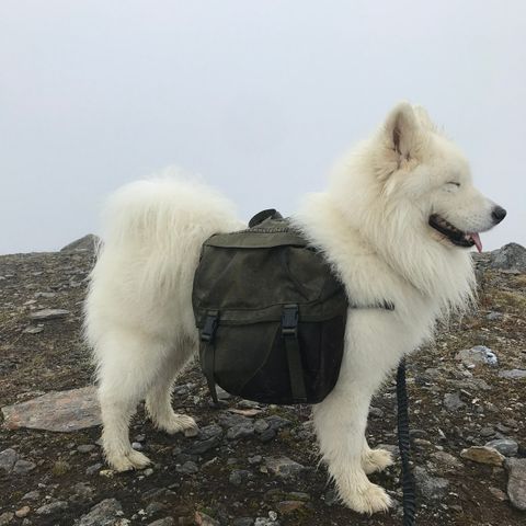 Togo kløv seleverkstedet (M)