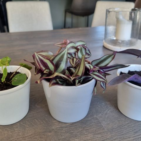 3 planter med keramikk potter