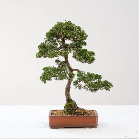 Bonsai tre , Japansk einer