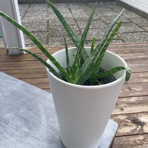 Aloe vera stiklinger