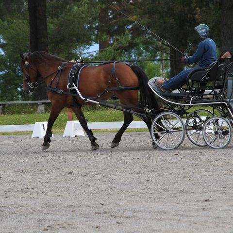 Kutzmann Hanna Maratonvogn til Hest eller stor ponni.