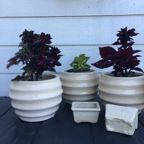 3 stilige Potter med Coleus planter (  China rose ) + litt på kjøpet.