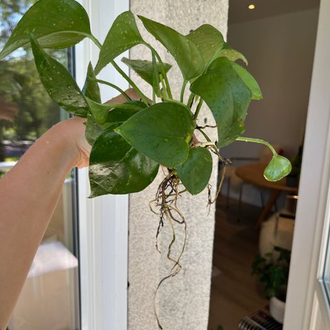 Epipremnum aureum/gullranke stiklinger med røtter