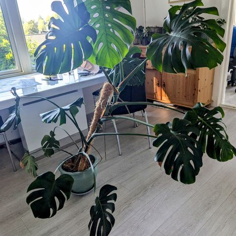 Monstera big leaf