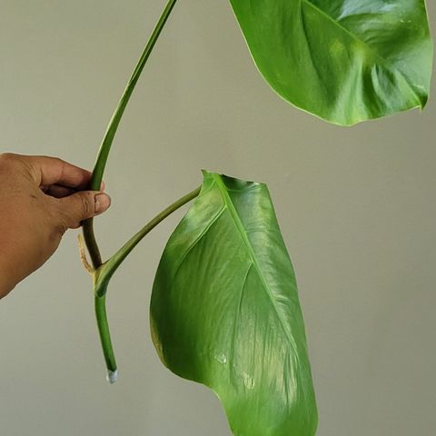 Monstera variegata