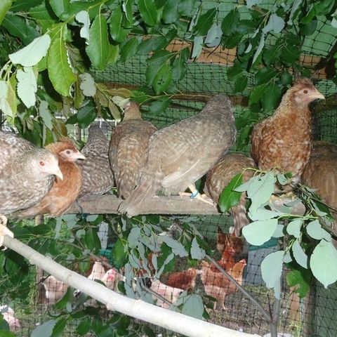 4 unghøner turkisverpende dverghøns (børgbar bantam)