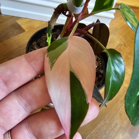 Philodendron Pink Princess og Philodendron White Princess