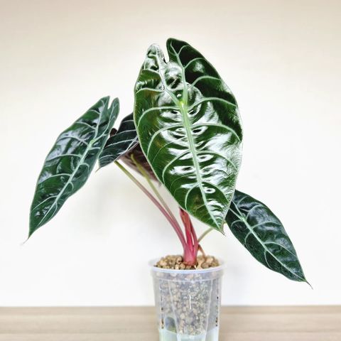 Alocasia Sedenii KNOLL