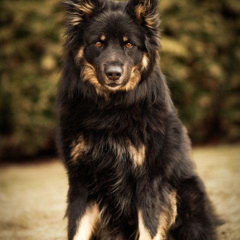 Lapsk vallhund