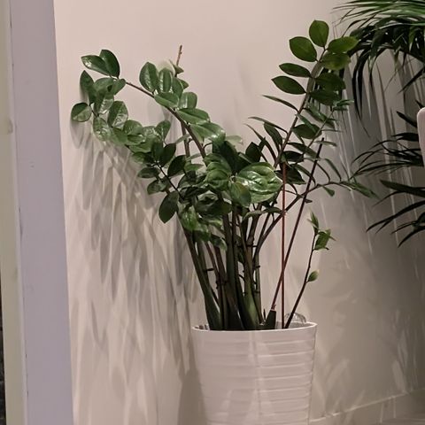 Zamioculcas planter