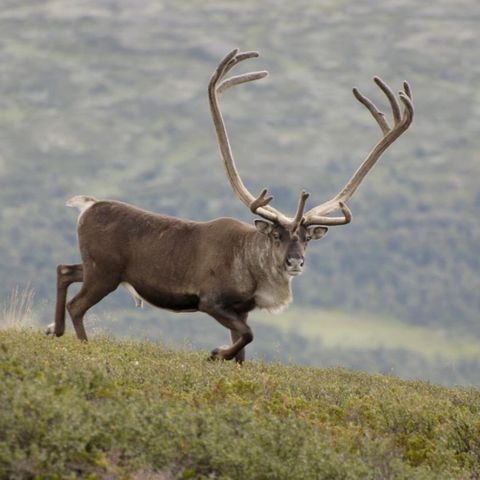 Villrein jakt Ullensvang