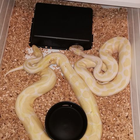 1.1 Albino KP