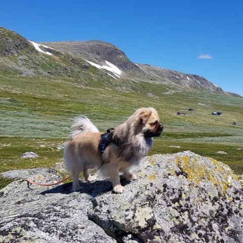 Tibetansk Spaniel