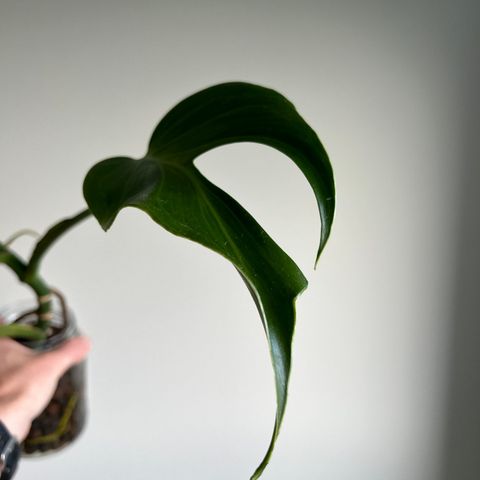 Monstera Burle Marx Flame stikling