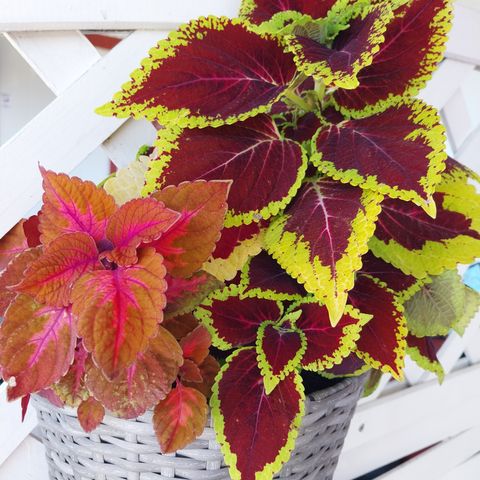 Coleus gis bort - reservert til fredag