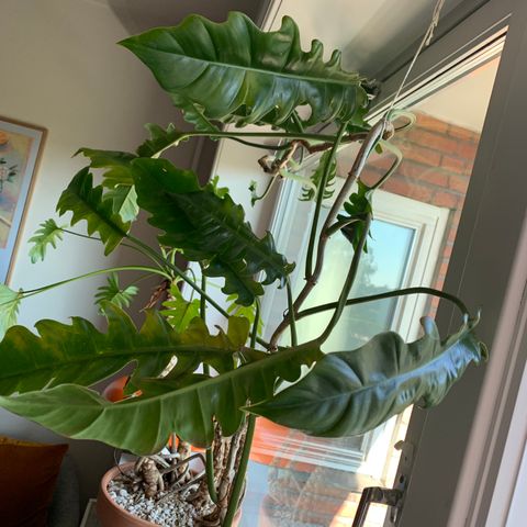 Philodendron Narrow plante