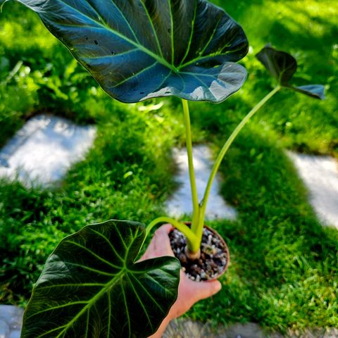 Alocasia Regal Shields