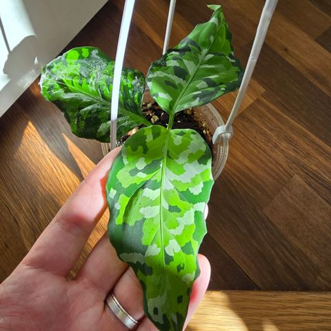 Aglaonema Pictum Tricolor