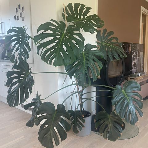 Monstera Deliciosa med nytt skudd