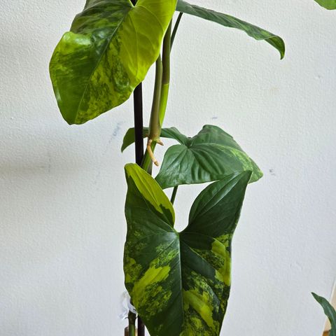 Syngonium Aureum Variegata