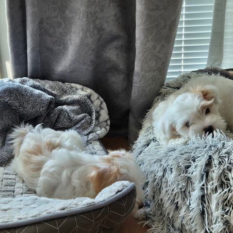 Bichon havanais & maltipoo mix med innholdsrik valpepakke