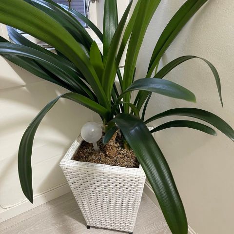 clivia planter