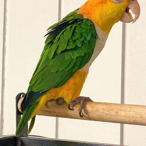 Elvis - rusthodet Caique Papegøye